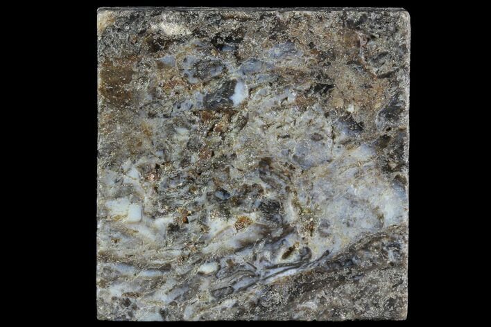 Rhynie Chert - Early Devonian Vascular Plant Fossils #86728